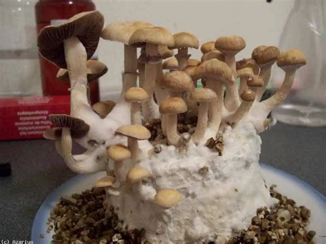 Taking the Mystery out of Magic Mushroom Grow Kits from eBay